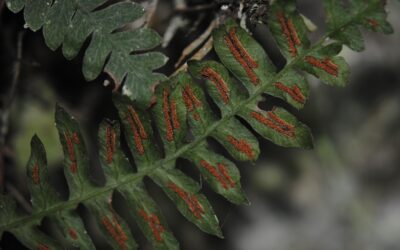 Blechnum polypodioides