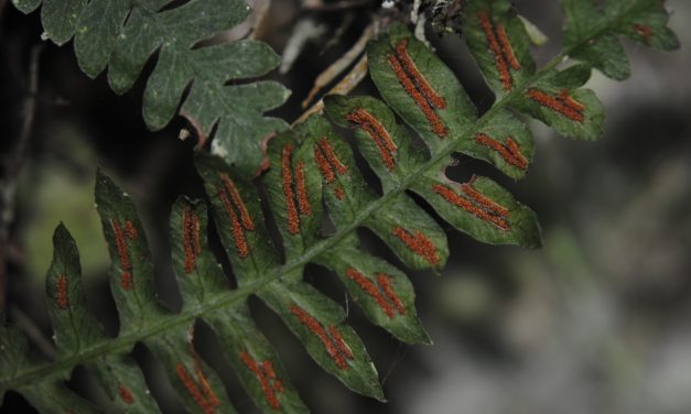 Blechnum polypodioides