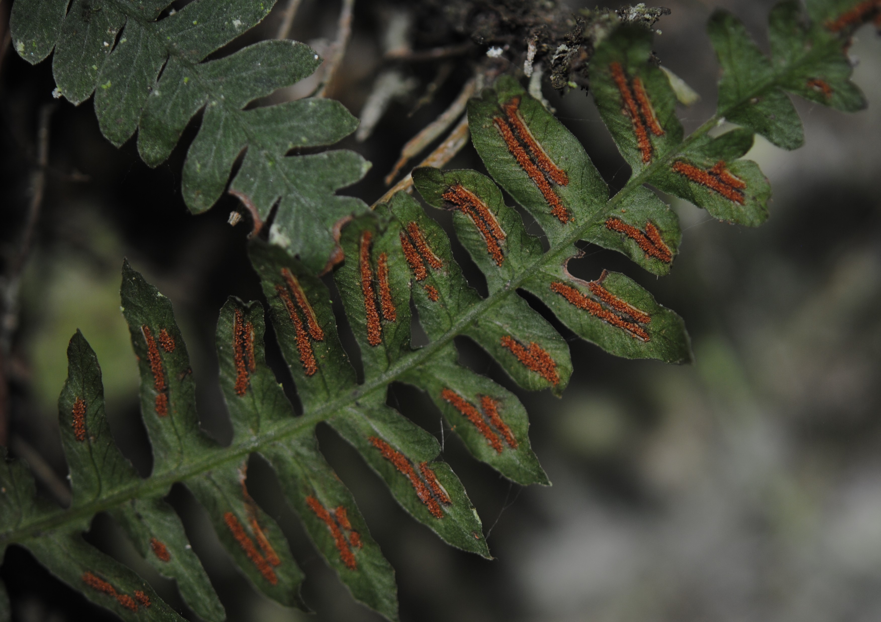 Blechnum polypodioides