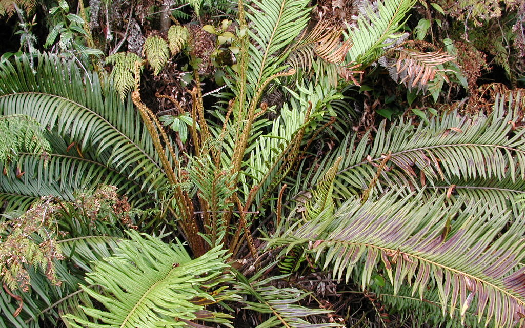 Lomariocycas buchtienii