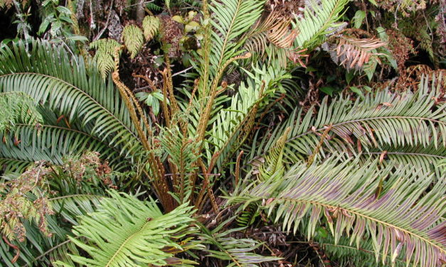 Lomariocycas buchtienii