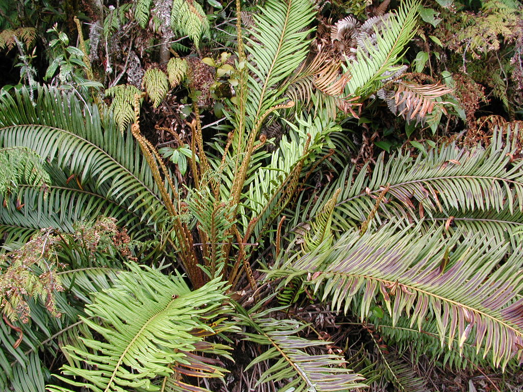 Lomariocycas buchtienii