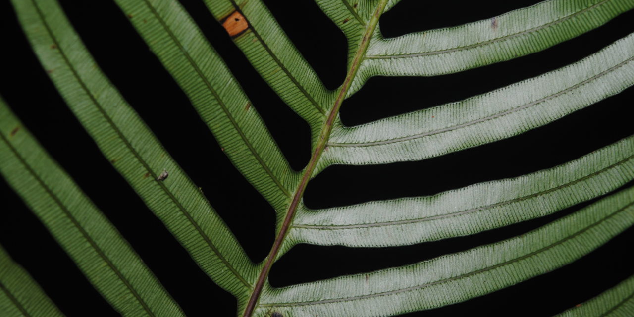 Lomaridium ensiforme