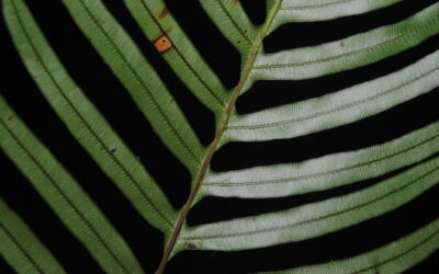Lomaridium ensiforme