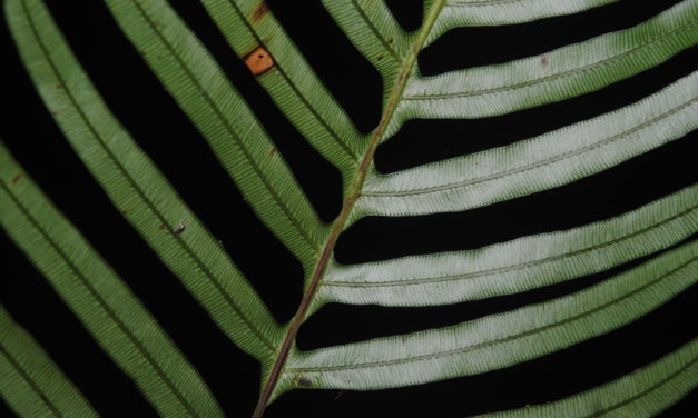 Lomaridium ensiforme