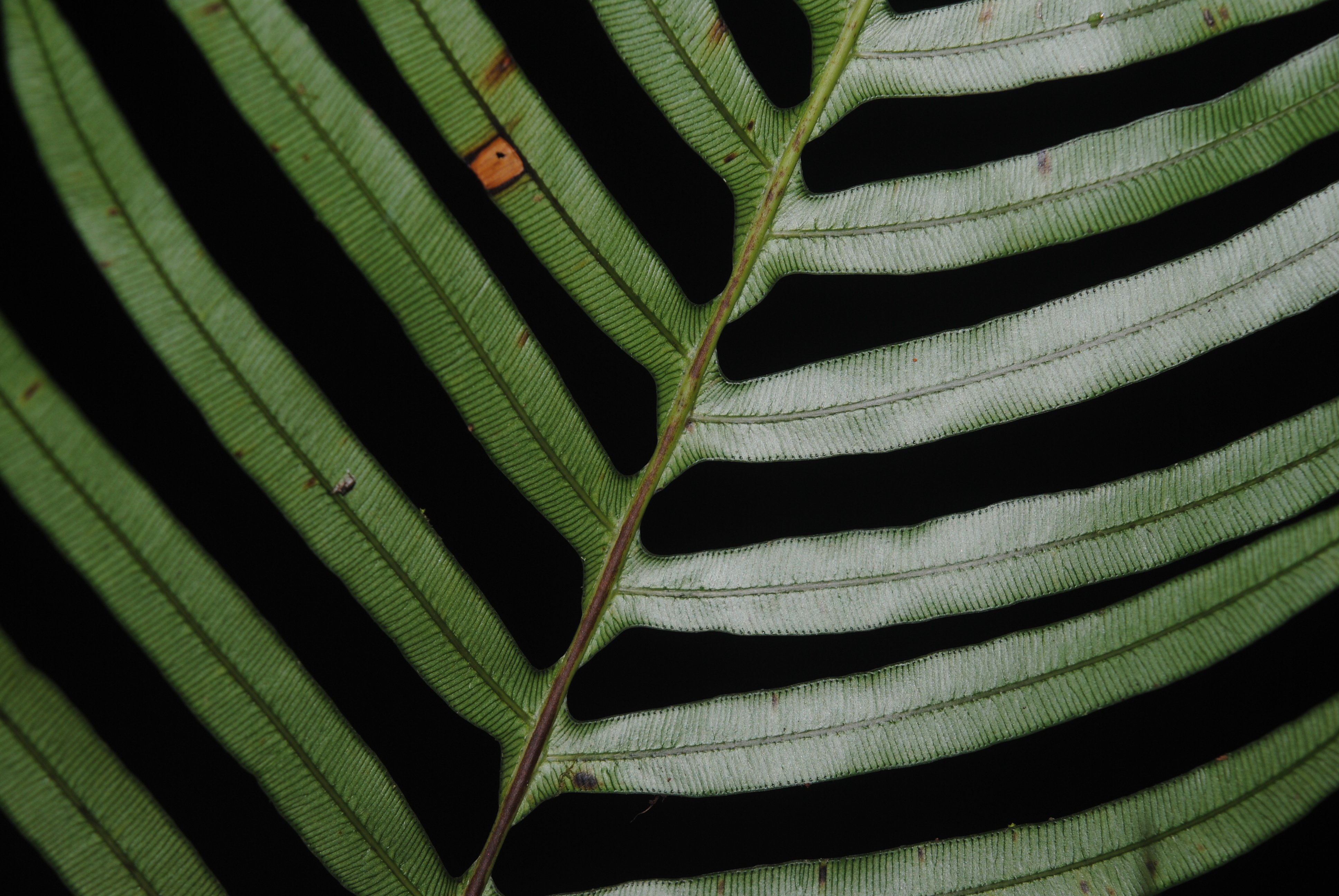 Lomaridium ensiforme