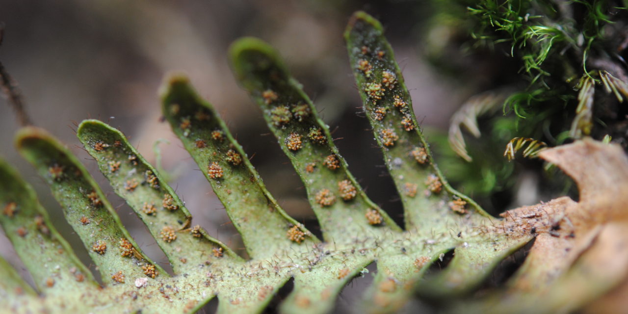 Ceradenia oidiophora