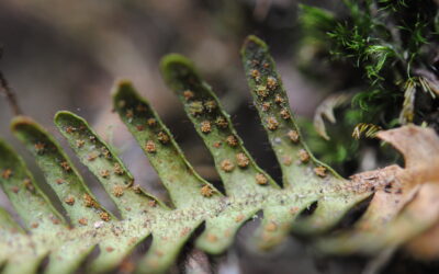 Ceradenia oidiophora