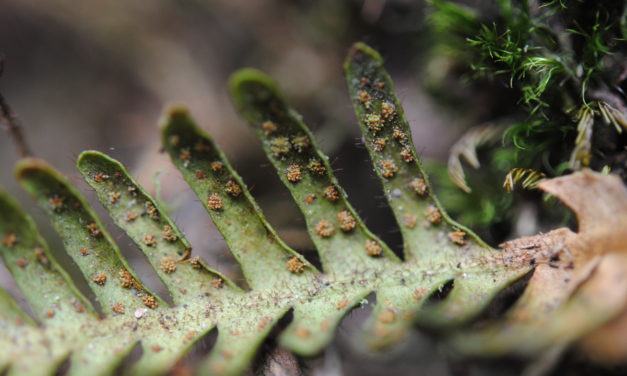 Ceradenia oidiophora