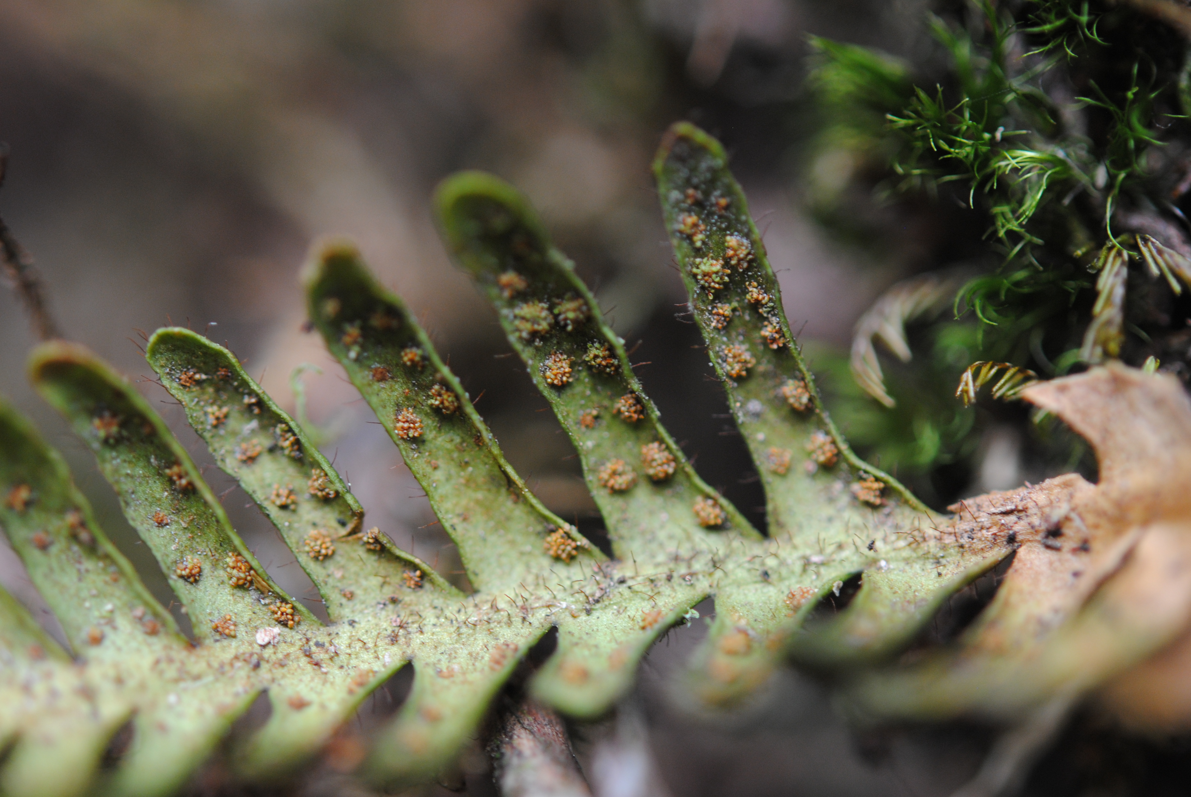 Ceradenia oidiophora