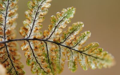 Aleuritopteris farinosa