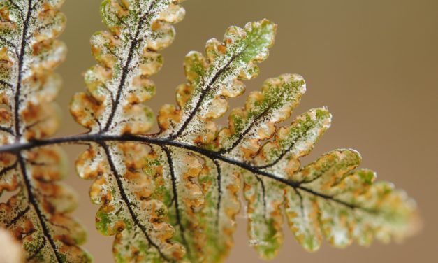 Aleuritopteris farinosa