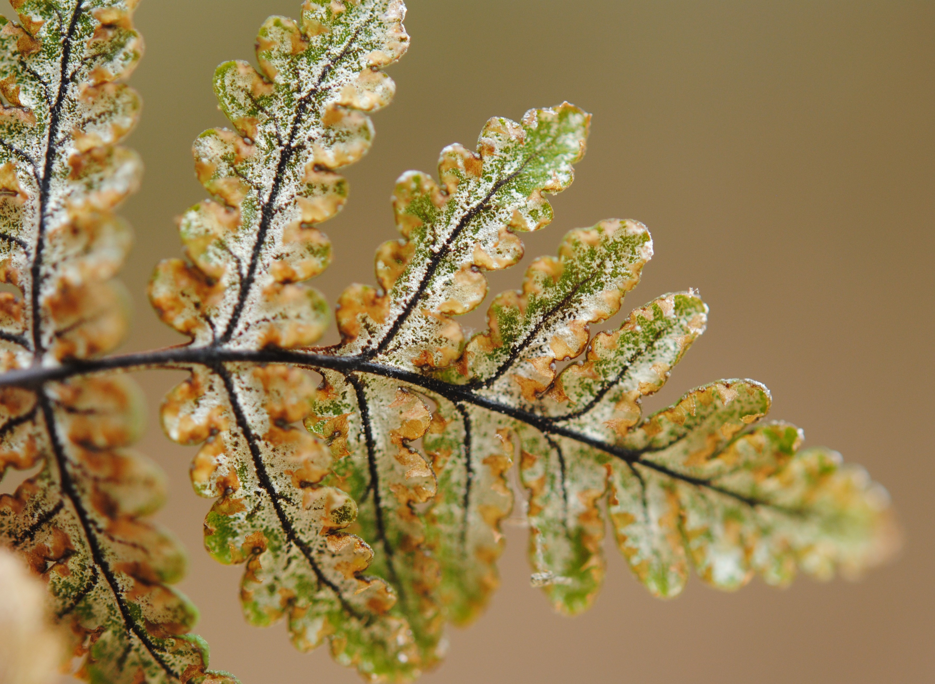 Aleuritopteris farinosa