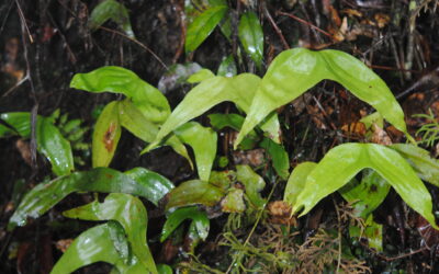 Cheiropleuria bicuspis