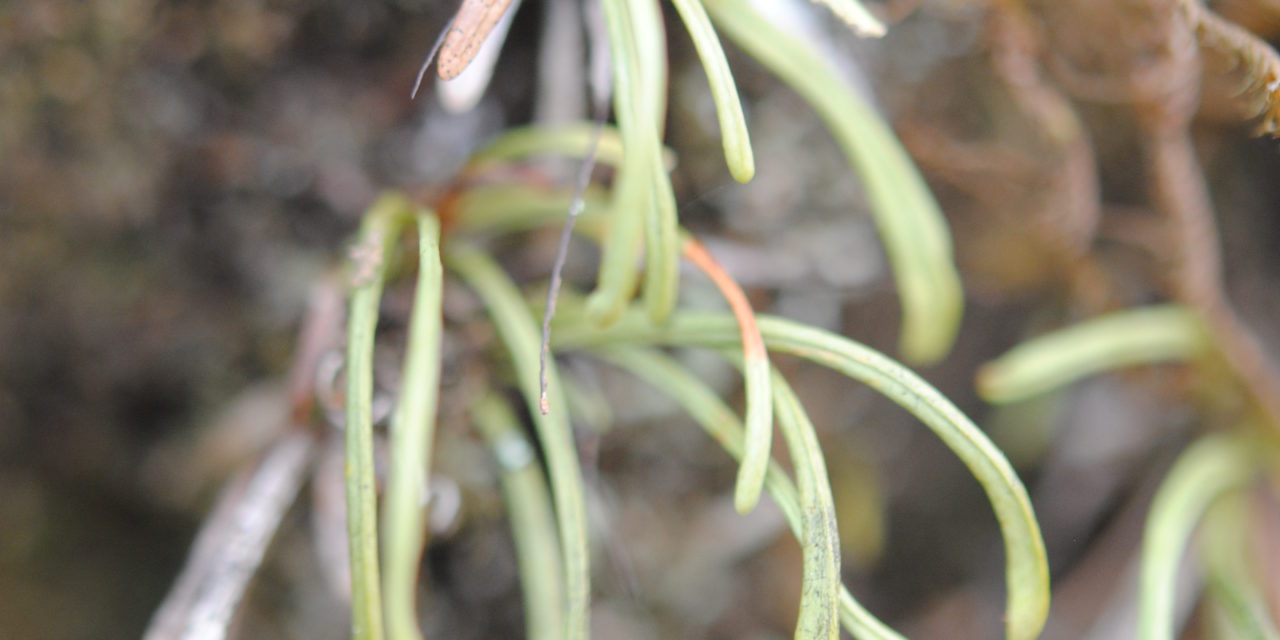 Cochlidium linearifolium