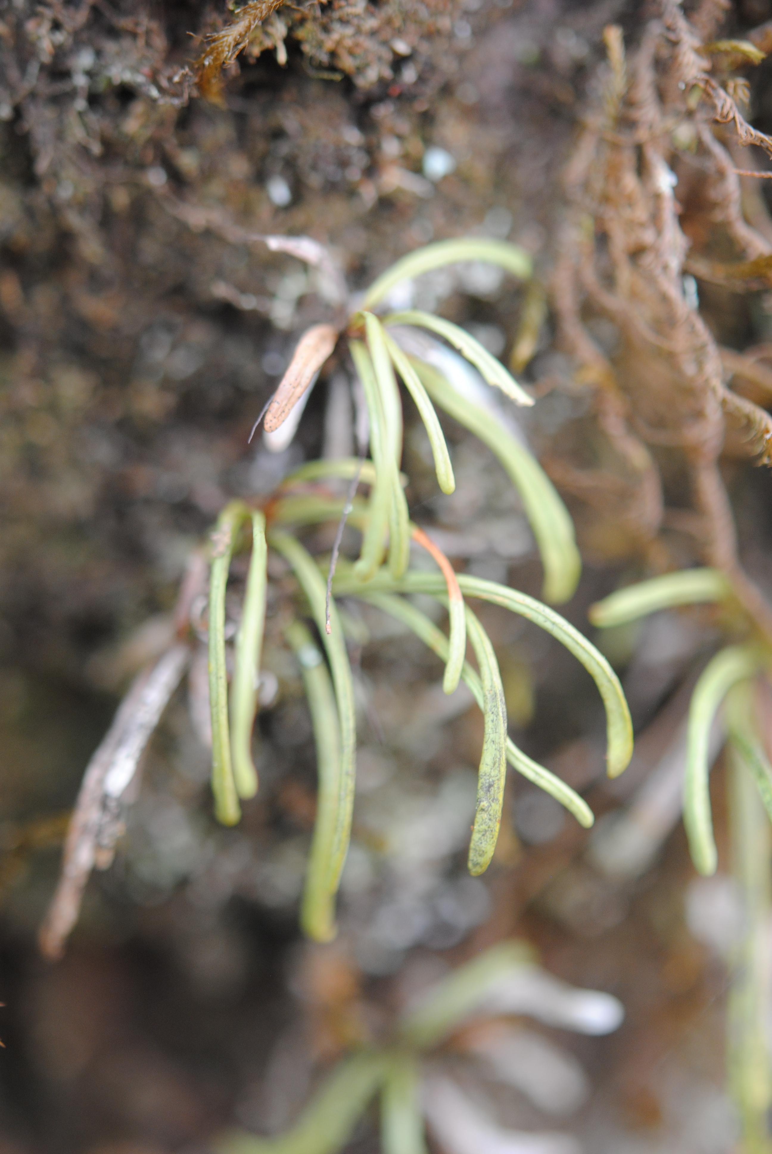 Cochlidium linearifolium