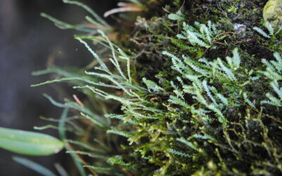 Cochlidium serrulatum