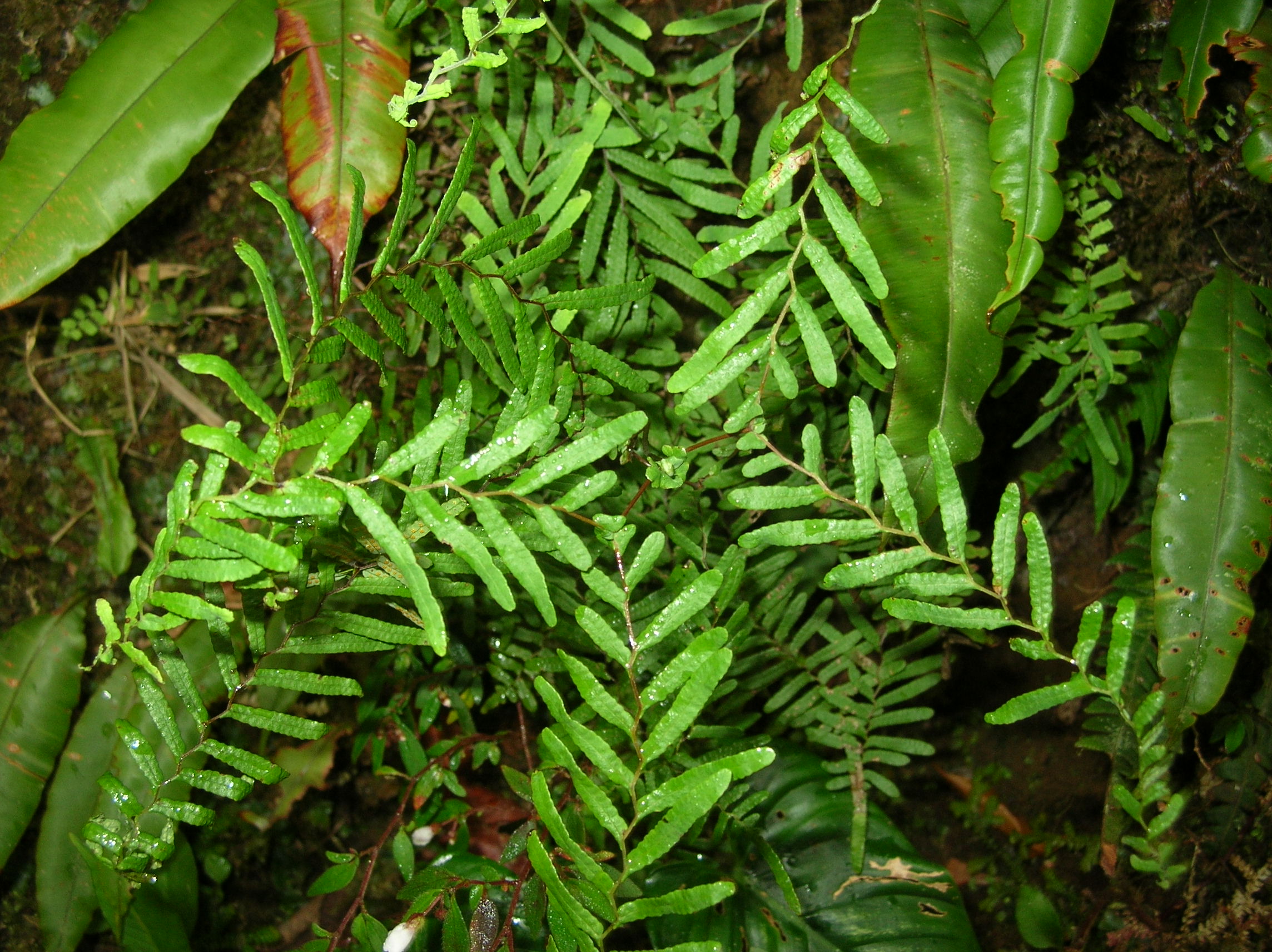 diplazium-dilatatum-ferns-and-lycophytes-of-the-world