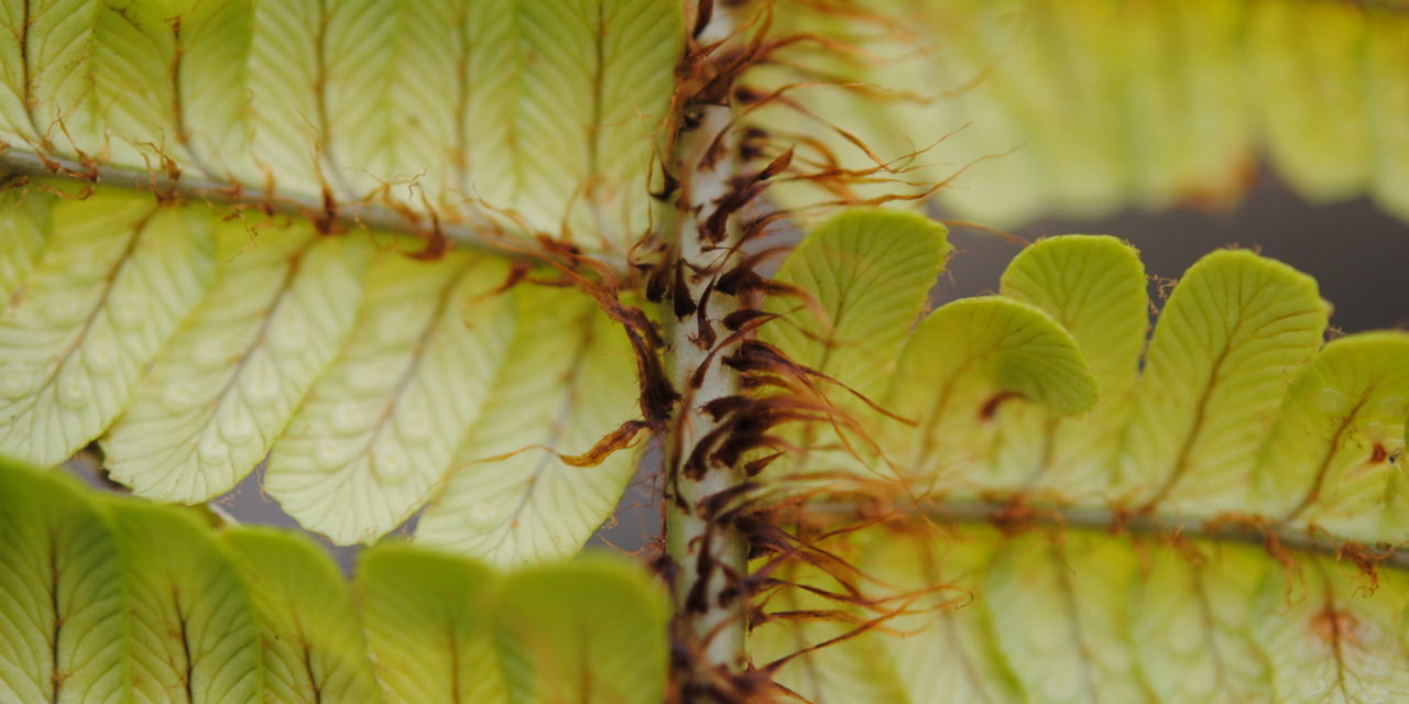 Dryopteris wallichiana