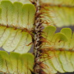 Dryopteris wallichiana