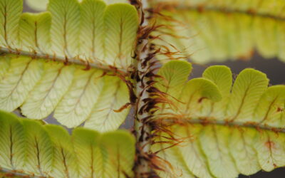 Dryopteris wallichiana