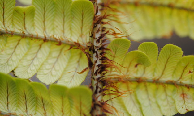 Dryopteris wallichiana