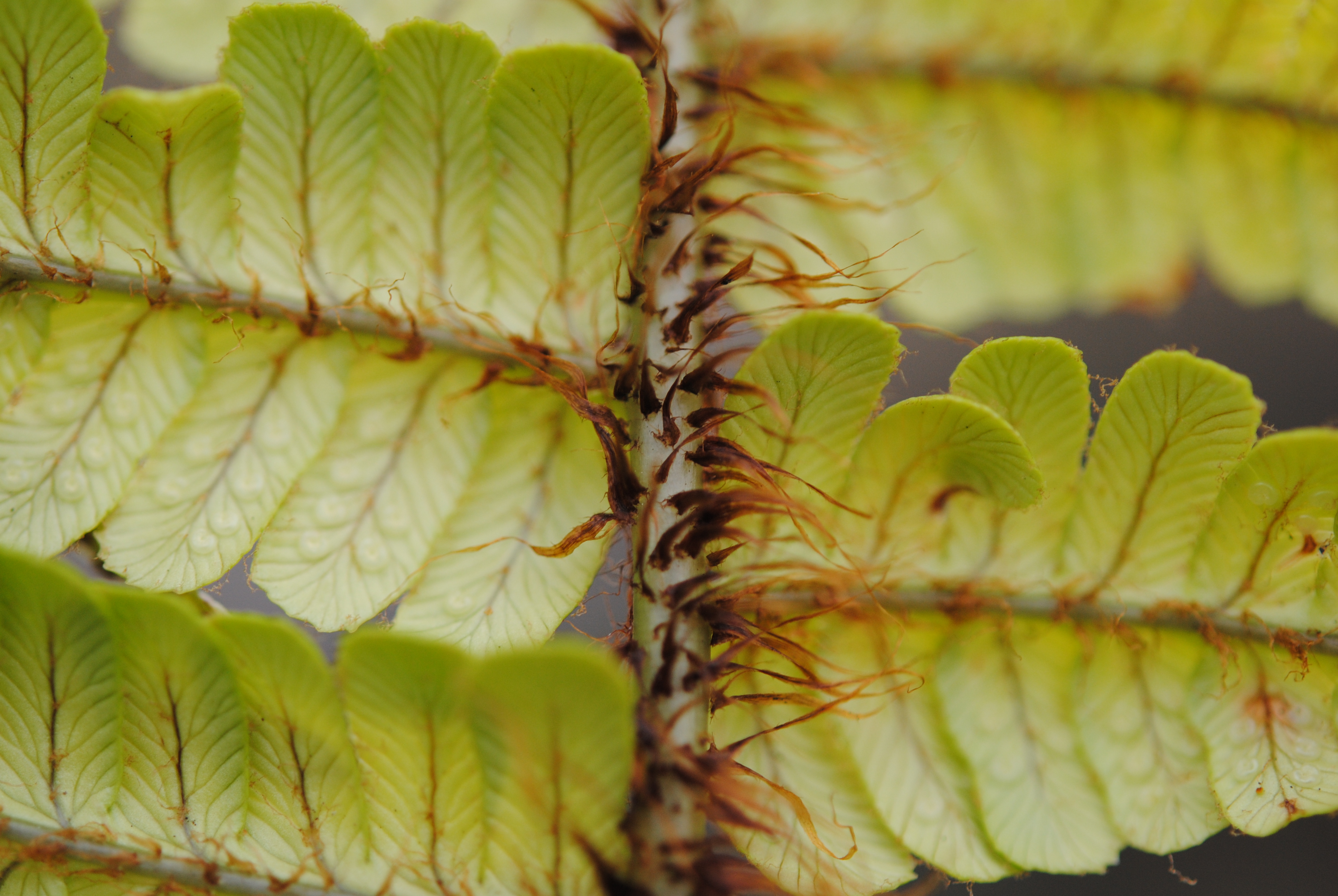 Dryopteris wallichiana