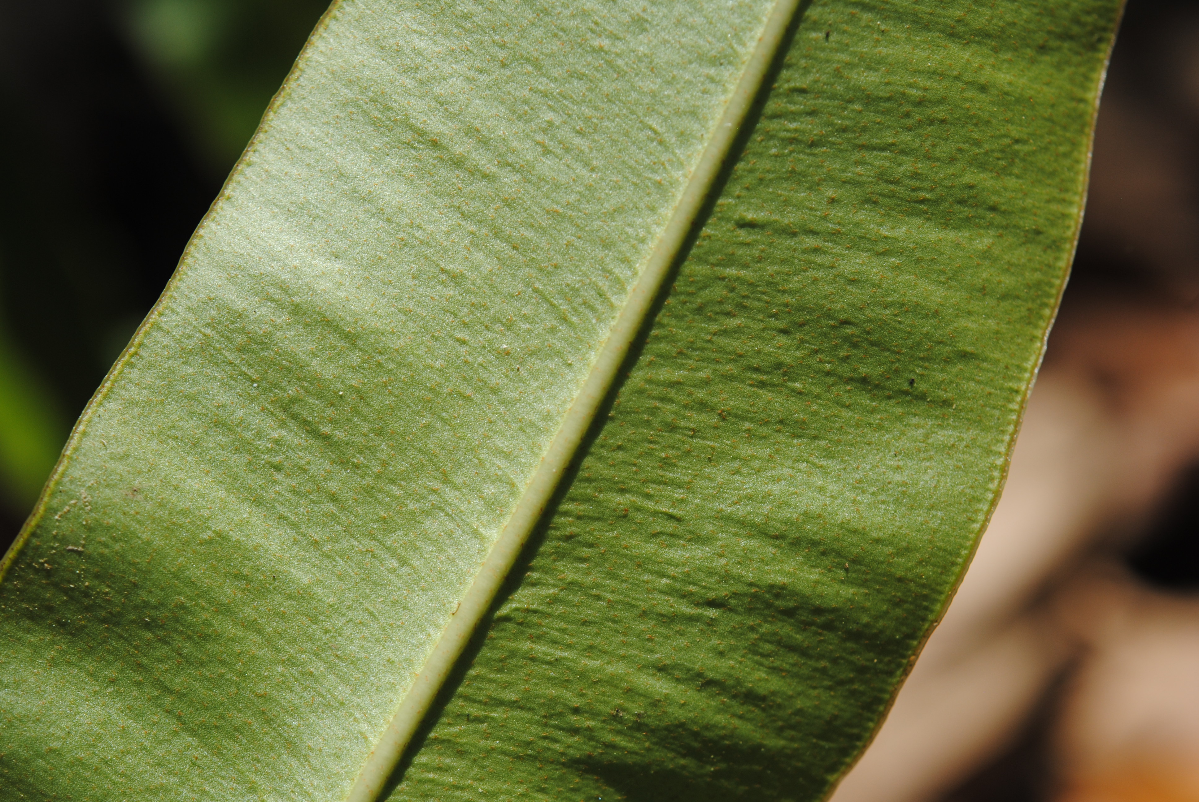 Elaphoglossum yourkeorum