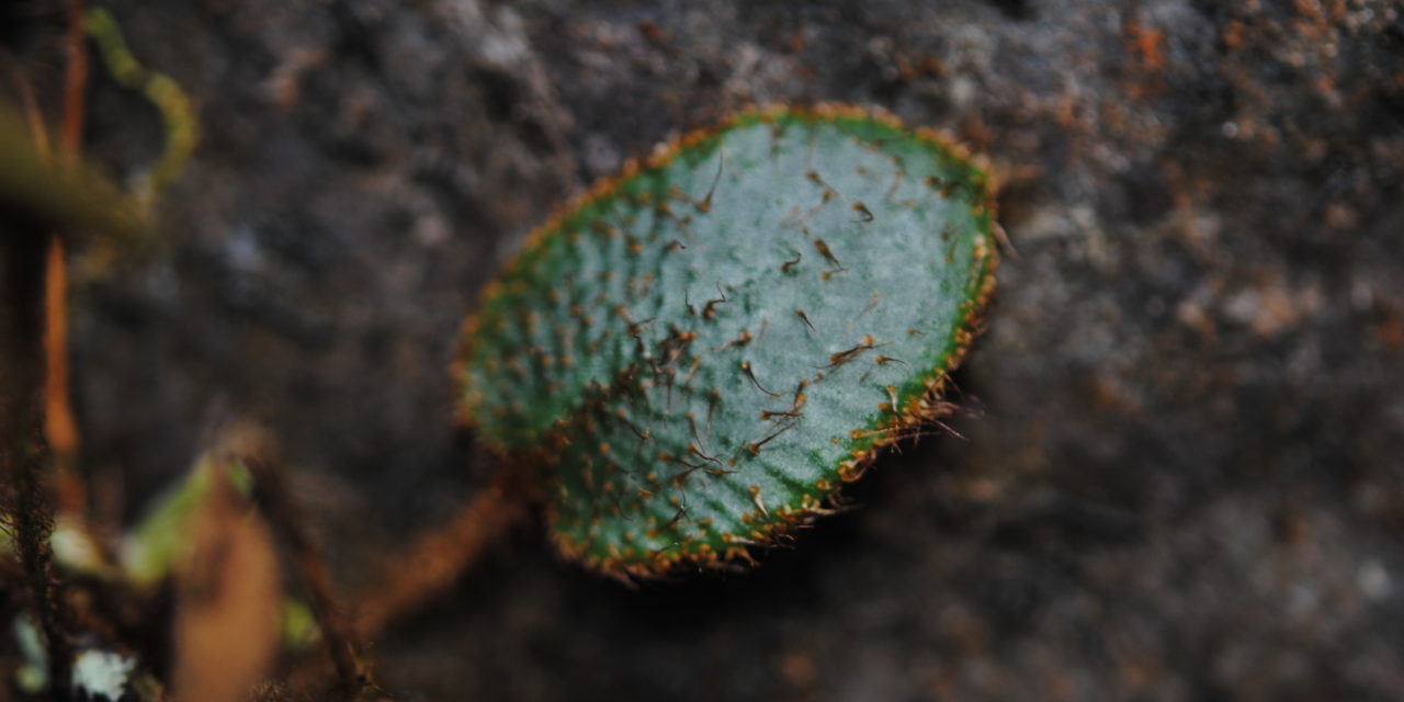 Elaphoglossum lindenii