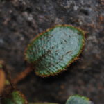 Elaphoglossum lindenii