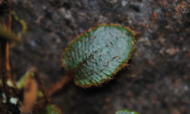 Elaphoglossum lindenii