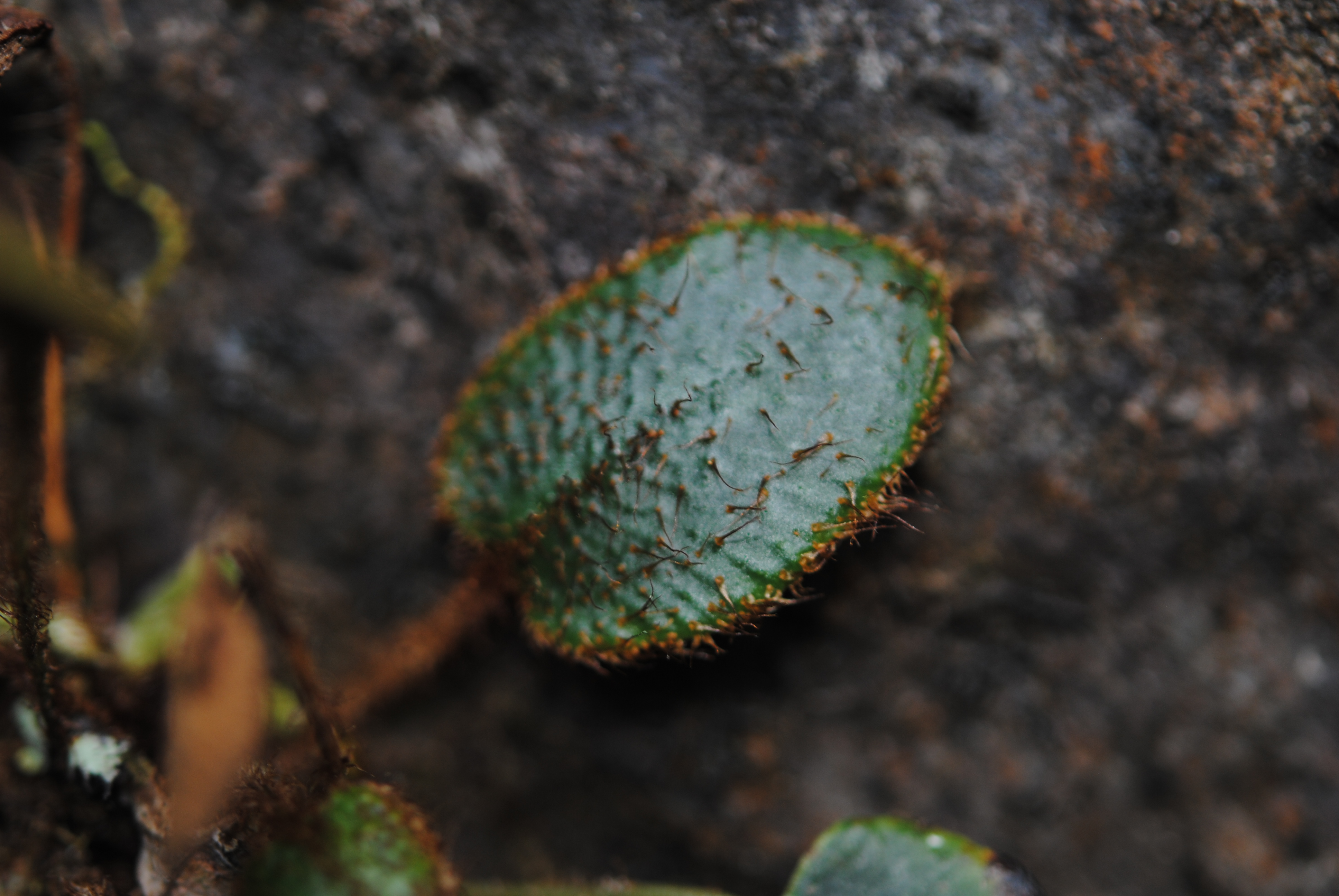 Elaphoglossum lindenii
