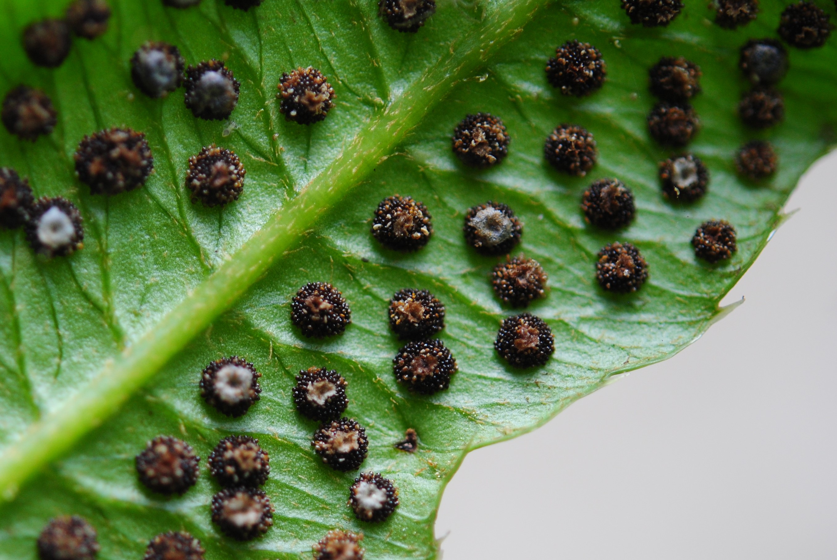 Phanerophlebia macrosora