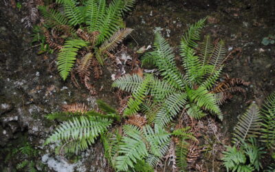 Plagiogyria pectinata