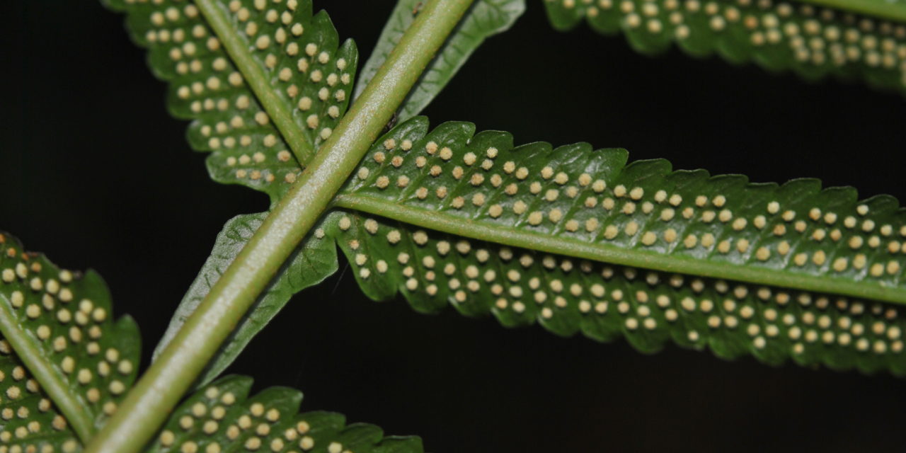 Stigmatopteris longicaudata