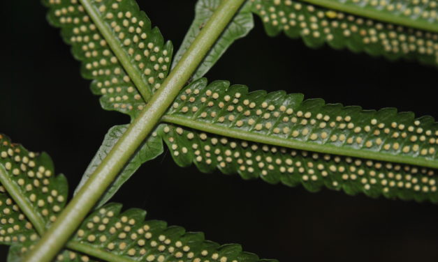 Stigmatopteris longicaudata