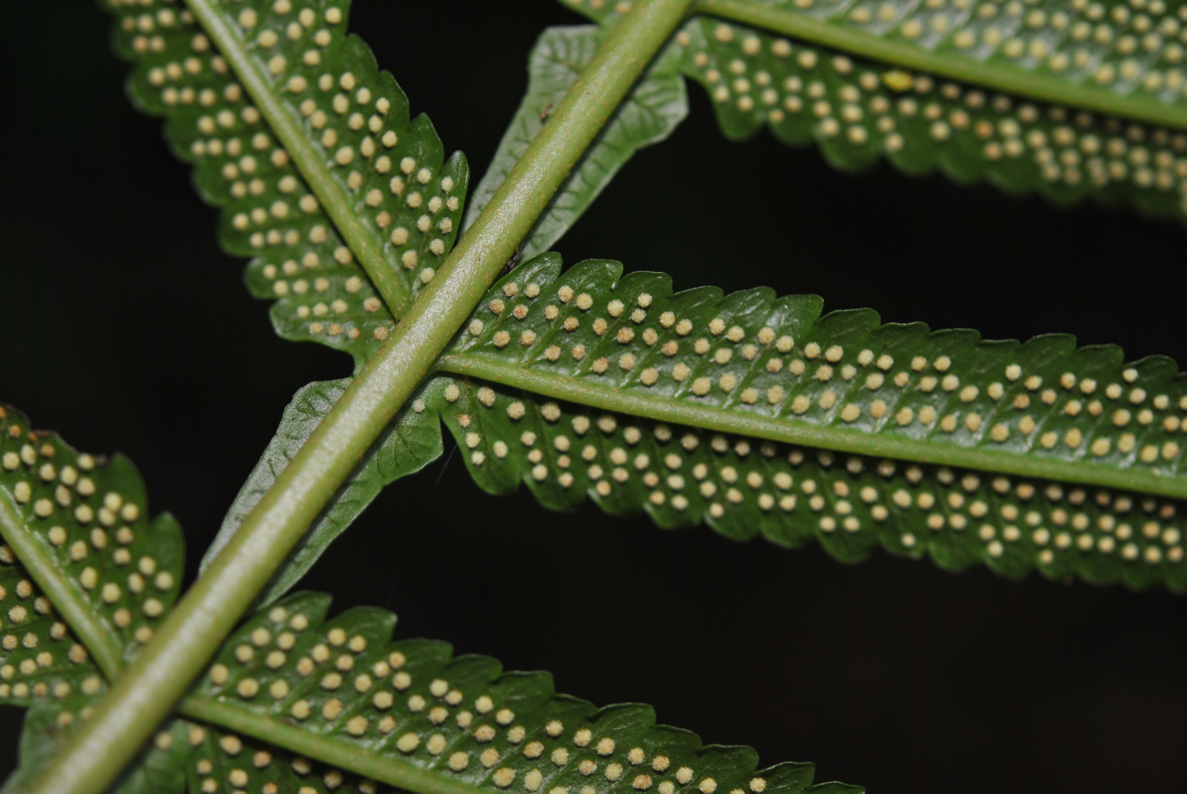 Stigmatopteris longicaudata