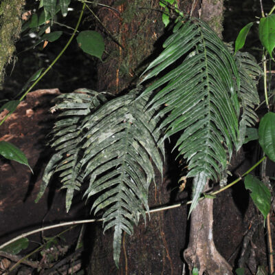 DSC_0603-e1418179830899 (Lomaridium ensiforme)