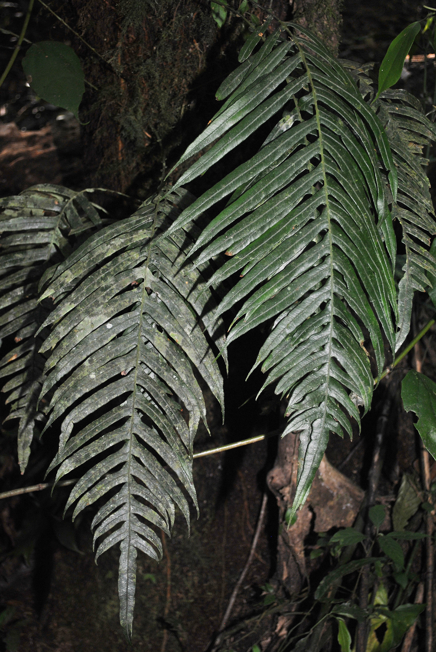 Lomaridium ensiforme