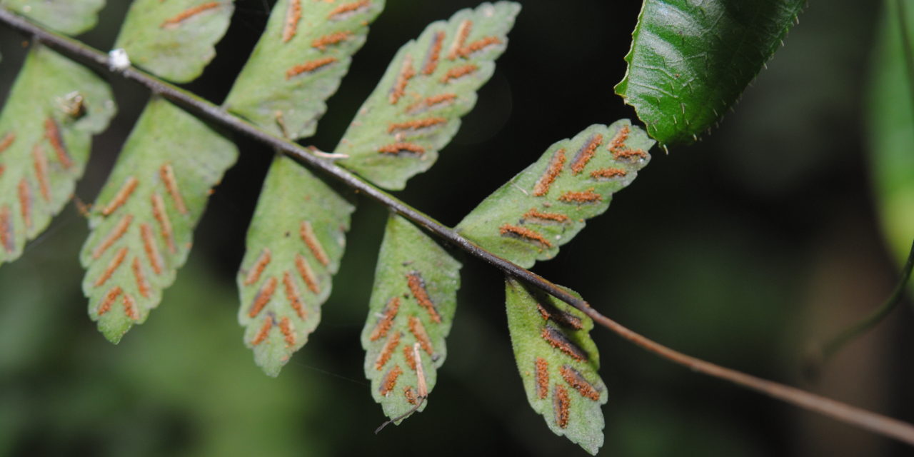 Asplenium cirrhatum