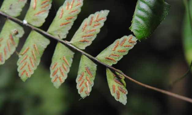 Asplenium cirrhatum