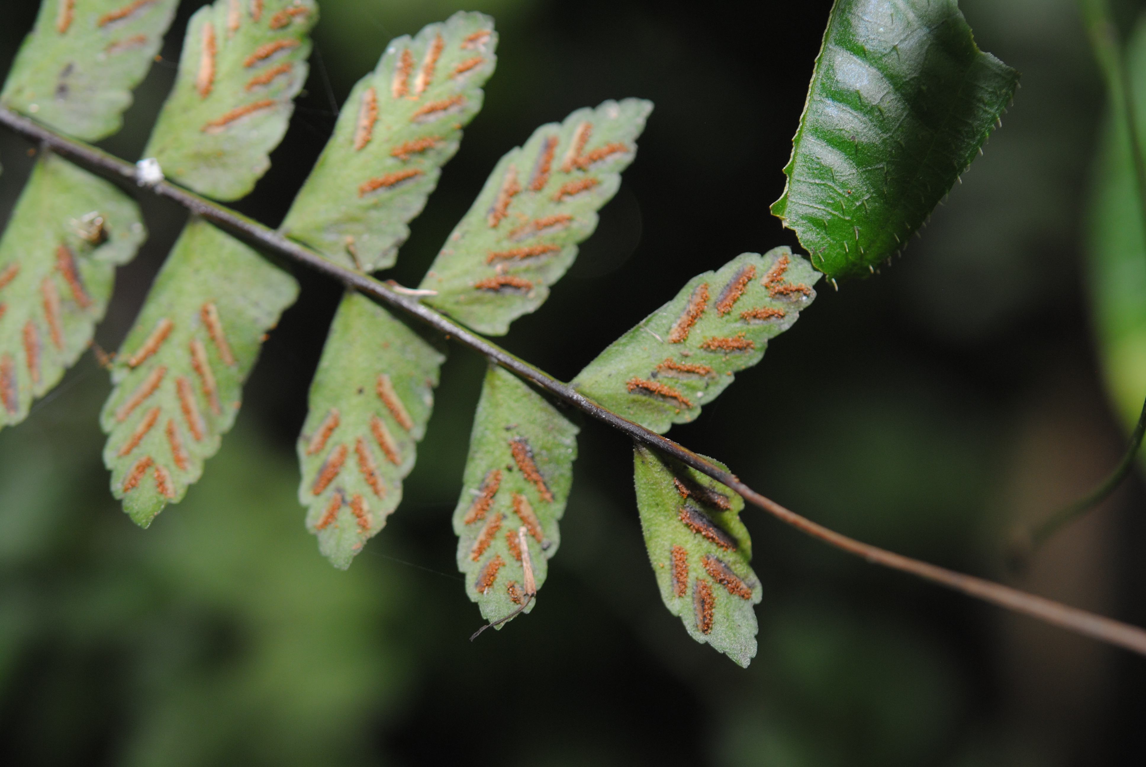 Asplenium cirrhatum