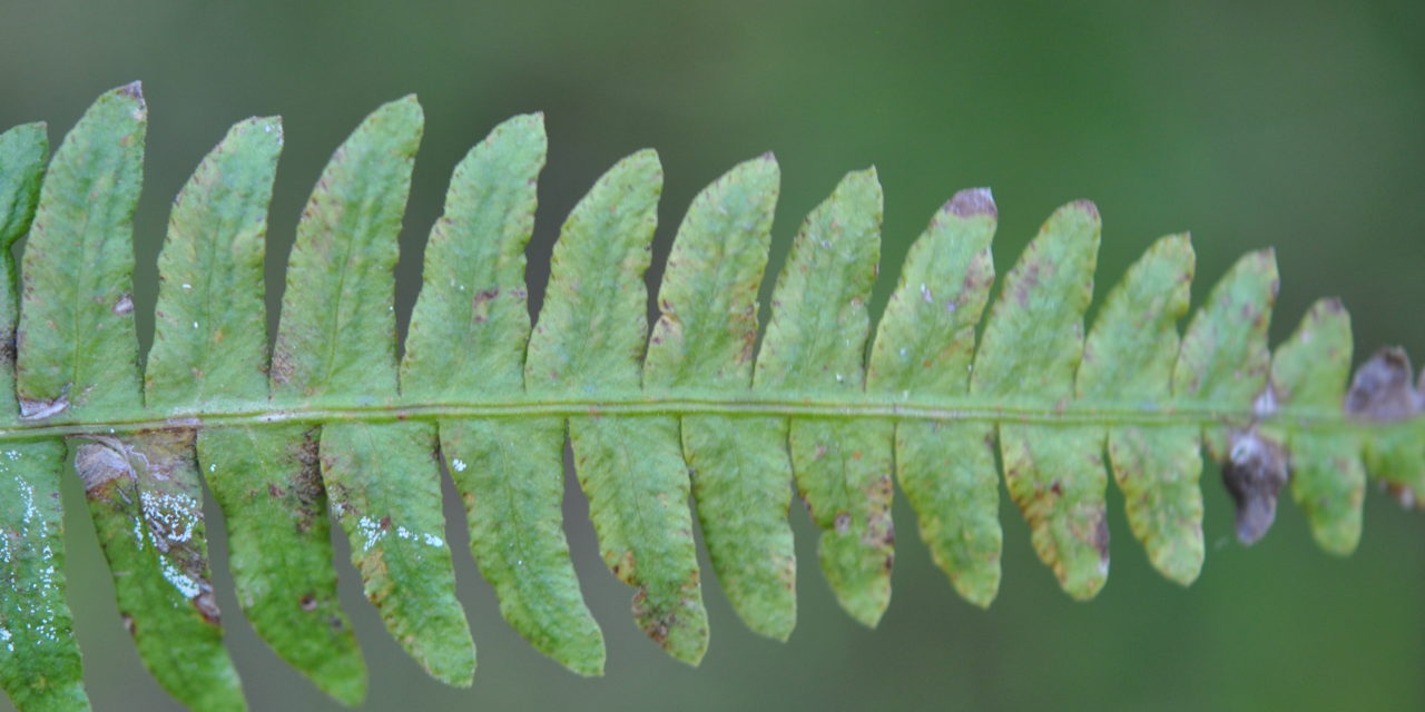 Blechnum polypodioides