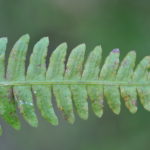 Blechnum polypodioides