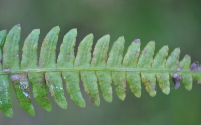 Blechnum polypodioides