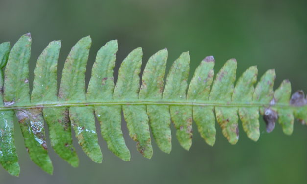 Blechnum polypodioides