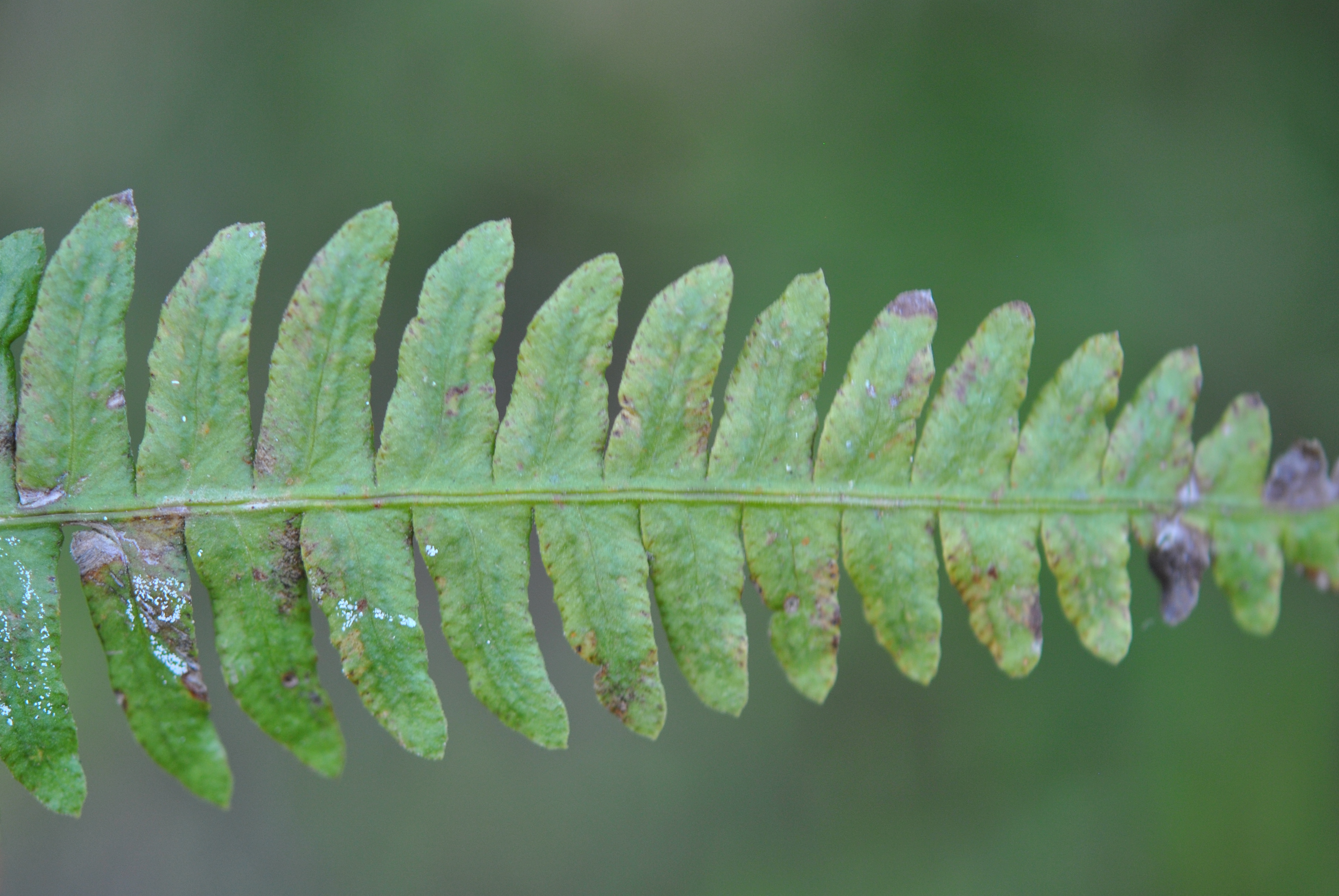 Blechnum polypodioides