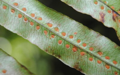 Phlebodium inaequale