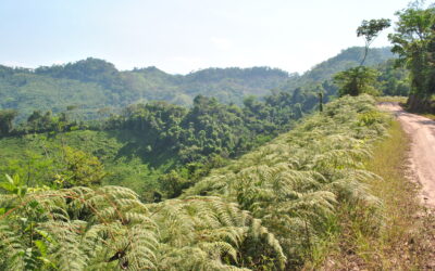 Pteridium arachnoideum