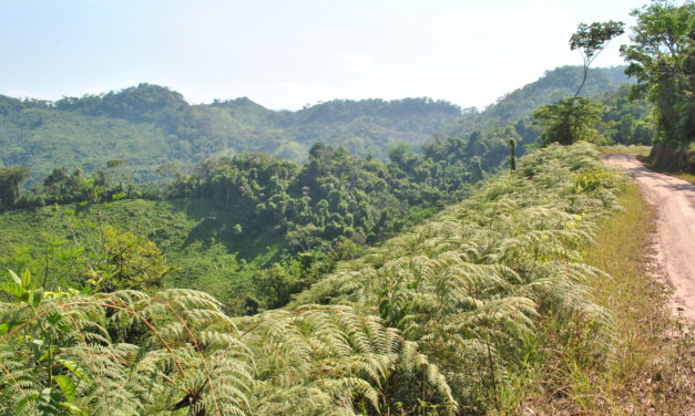 Pteridium arachnoideum